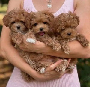 Mini catelusi Maltipoo - imagine 2