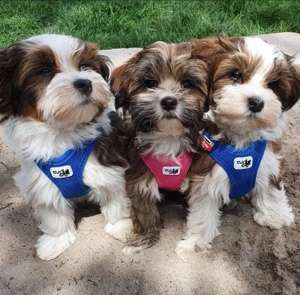 Mini catelusi havanezi - imagine 4