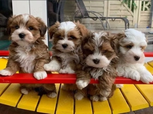 Mini catelusi havanezi - imagine 3