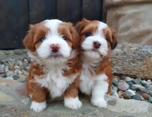 Mini catelusi havanezi - imagine 2