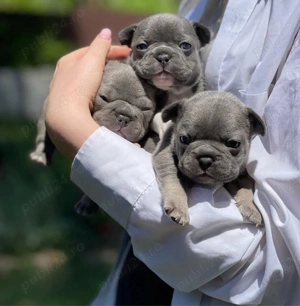 Cățeluși de buldog francez - imagine 3