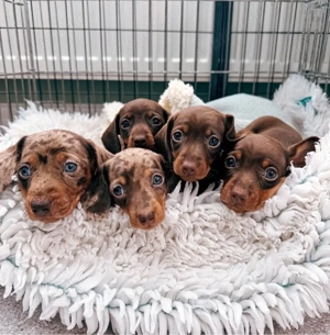 catelusi Teckel  - imagine 3