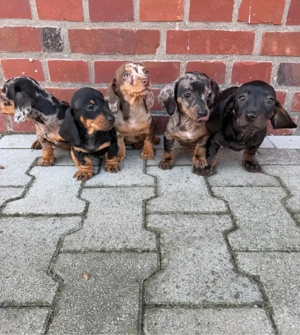 catelusi Teckel  - imagine 4