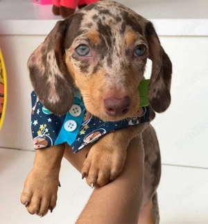 catelusi Teckel  - imagine 2