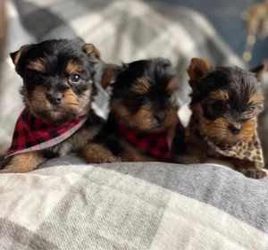 Mini catelusi Yorkshire Terrier - imagine 3