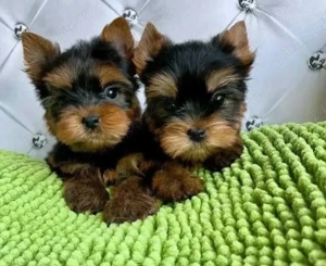Mini catelusi Yorkshire Terrier - imagine 2