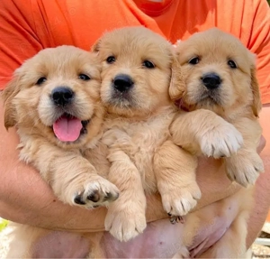Cățeluși Golden Retriever