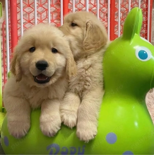 Cățeluși Golden Retriever - imagine 2
