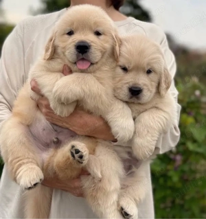 Cățeluși Golden Retriever - imagine 3