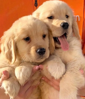 Cățeluși Golden Retriever - imagine 4