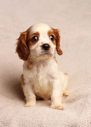 Cățeluși Cavalier King Charles spaniel - imagine 4