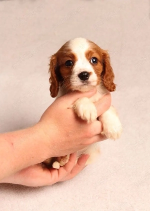 Cățeluși Cavalier King Charles spaniel - imagine 3