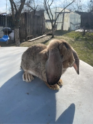 iepuri berbec german  - imagine 2