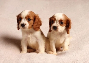 Cățeluși Cavalier King Charles spaniel - imagine 2
