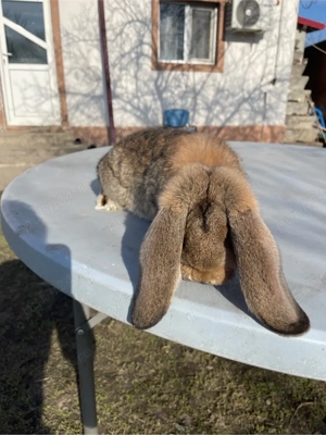 iepuri berbec german 