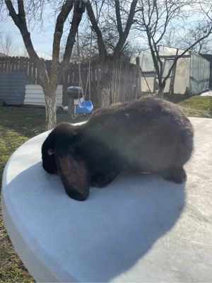 iepuri berbec german  - imagine 4