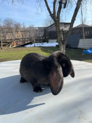 iepuri berbec german  - imagine 3