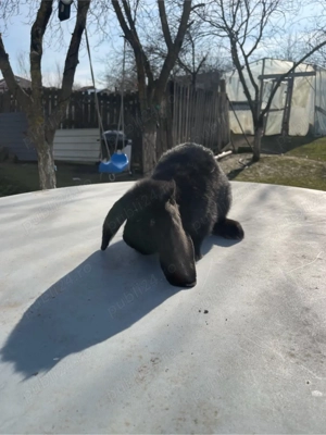 iepuri berbec german  - imagine 5