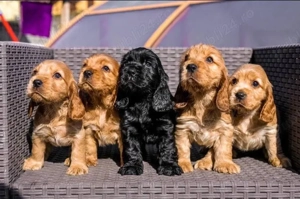 catelusi Cocker spaniel welpen