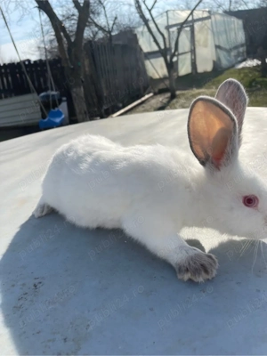 iepuri californieni  - imagine 2