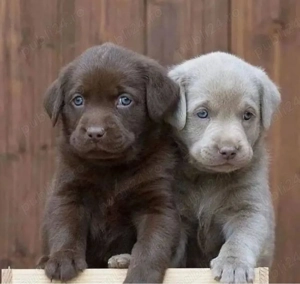 catelusi labrador retriever