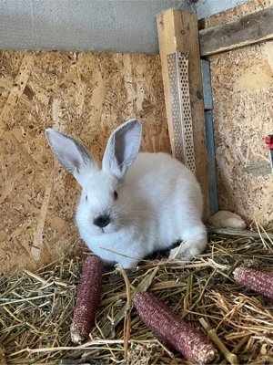 iepuri californieni  - imagine 5