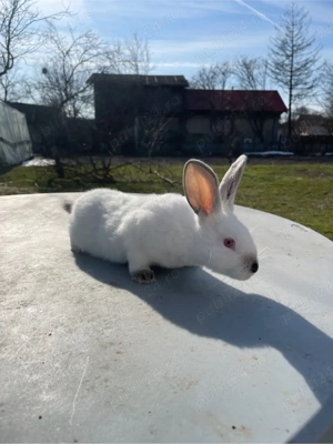 iepuri californieni  - imagine 3