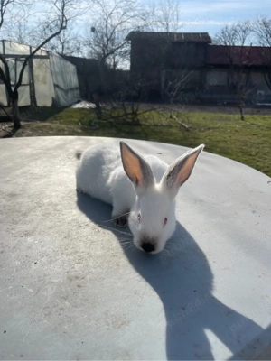 iepuri californieni  - imagine 4