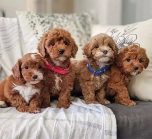 Mini catelusi Maltipoo