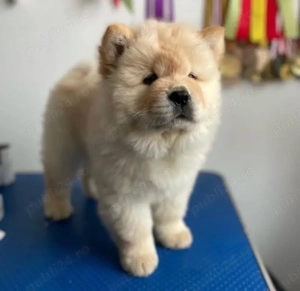 catelusi Chow Chow - imagine 2