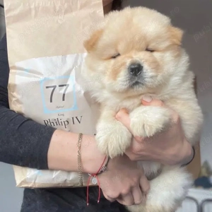 catelusi Chow Chow - imagine 3
