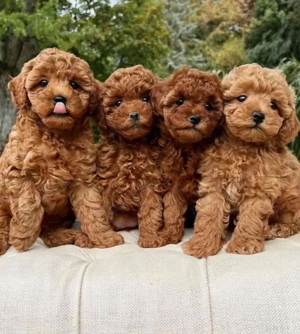 Pudeli jucării Toy mini