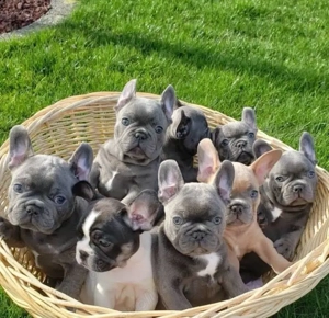 Cățeluși de buldog francez