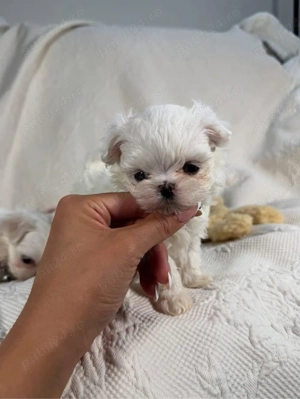 Bichon Maltese -Maltez Toy ,Exemplare de exceptie ! Top Qualitty