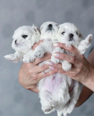 Bichon Maltese -Maltez Toy ,Exemplare de exceptie ! Top Qualitty - imagine 2