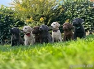 catelusi labrador retriever