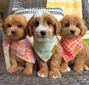 Catelusi Goldendoodle 