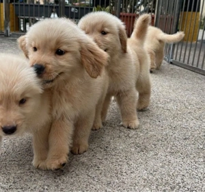 Cățeluși Golden Retriever