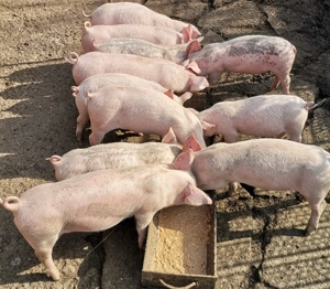 Purcei de vânzare  - imagine 2