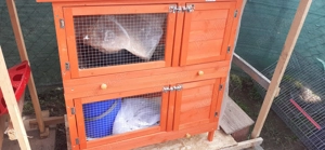 Cusca iepuri și iepurasi - imagine 3