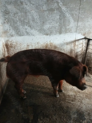 vier de vanzare - imagine 2