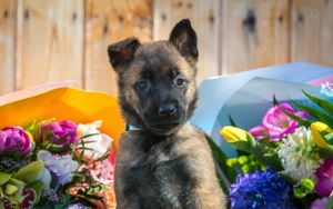 Mascul Ciobanesc Belgian Malinois cu pedigree - imagine 2