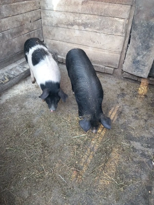 De vânzare  - imagine 2