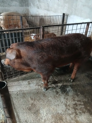 vier de vanzare - imagine 3