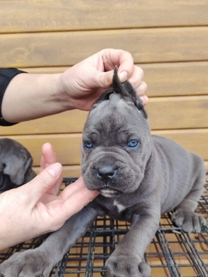 Vand pui cane corso
