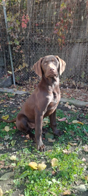 Brac german mascul varste un an ,cauta partener.