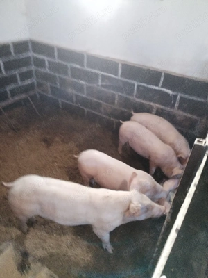 Soldaniiii - imagine 4