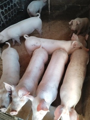 Soldaniiii - imagine 3