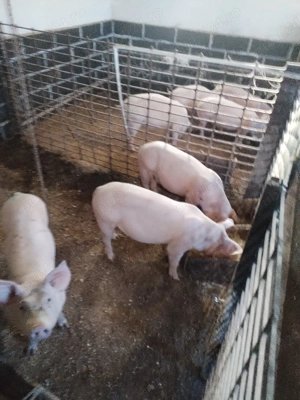 Soldaniiii - imagine 5