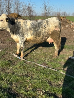 juninca belgiana gestanta 